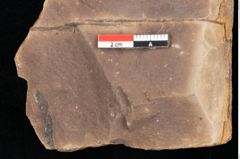Foto (Detailsansicht) von Quercus palaeoilex Ettingshausen (NHMW-GEO-2024-0188-0789)